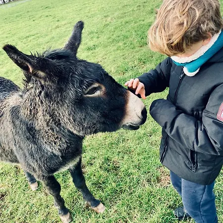 Nature, Chaleur, Calme Et Confort Au Coeur Des Ardennes Belges カントリーハウス