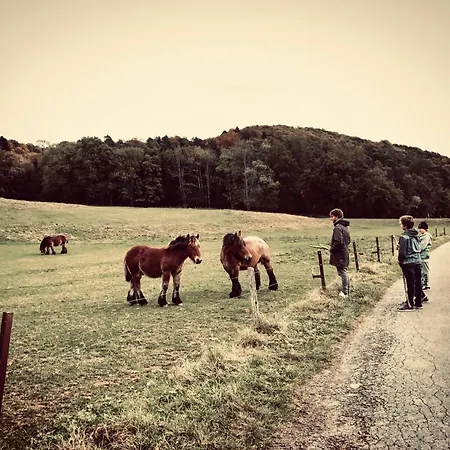 Nature, Chaleur, Calme Et Confort Au Coeur Des Ardennes Belges カントリーハウス ロシュフォール